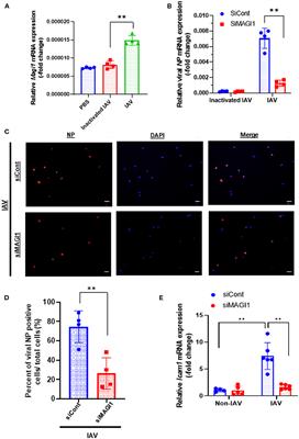 MAGI1 inhibits interferon signaling to promote influenza A infection